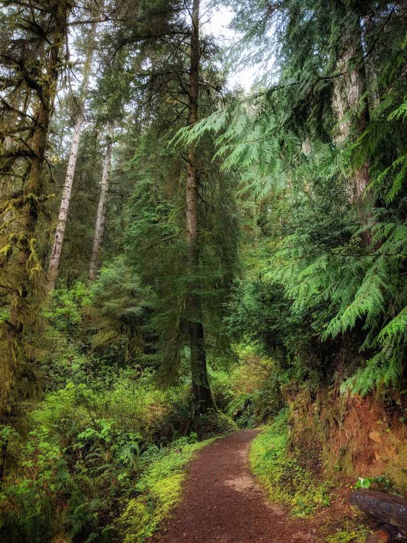 Trails Through Shore Pine and Salal Trails Through Shore Pine and Salal