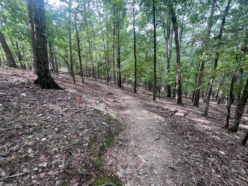 Trails Through Tall Timber