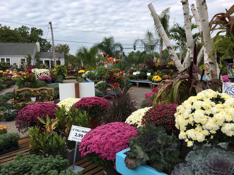 Trees And Shrubs With Staying Power Trees And Shrubs With Staying Power