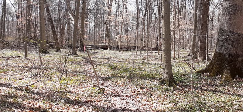 Trees That Were Already Old When Indiana Was Young
