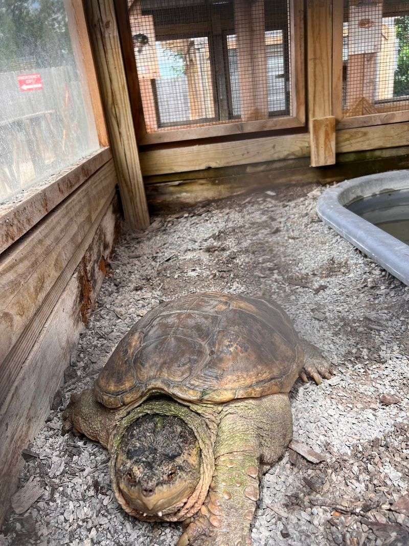 Turtle Town Steals The Show Turtle Town Steals The Show