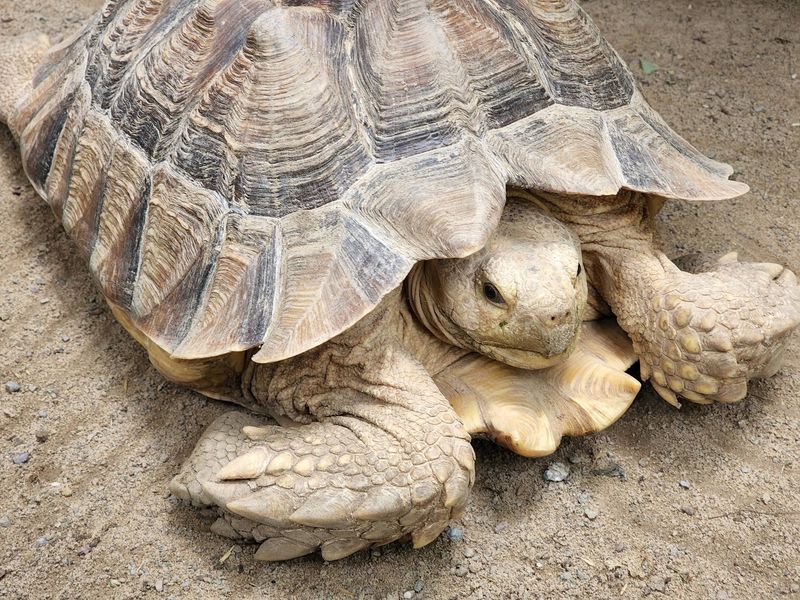 Turtle Town and the Slow-Motion Crowd Pleaser