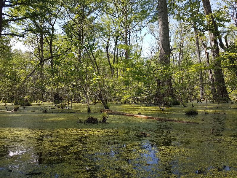 Twin Swamps Nature Preserve, A Slice of the Deep South