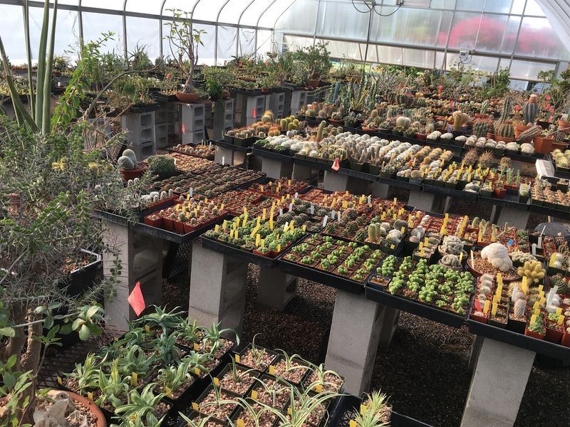 Two Thousand One Hundred Square Feet Of Spines Two Thousand One Hundred Square Feet Of Spines