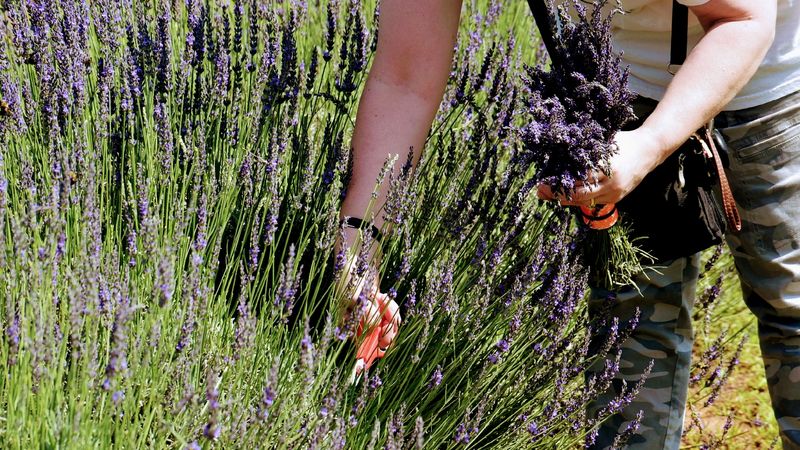 U-Pick Lavender, A Hands-On Experience Worth Planning Around U-Pick Lavender, A Hands-On Experience Worth Planning Around