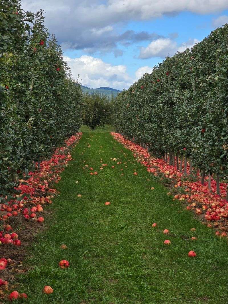 U-Pick Rows That Invite Wandering