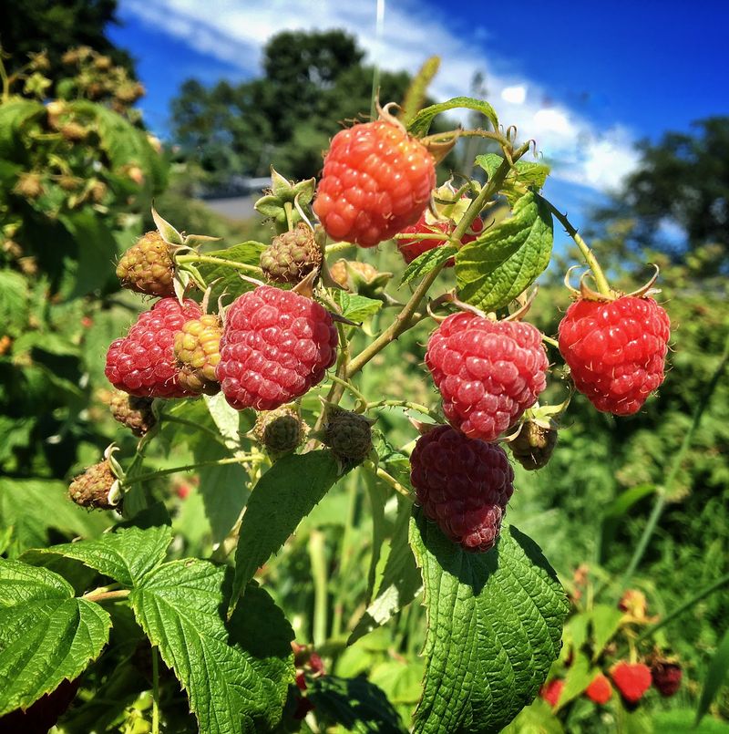 U-Pick Season Runs June Through October