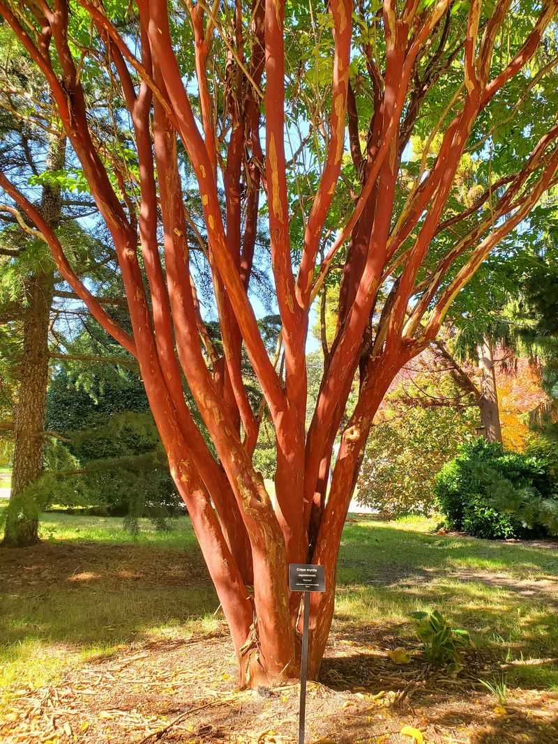 Uncommon Woody Plants Worth Studying