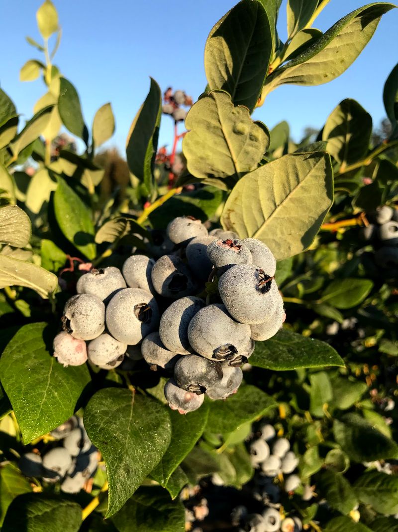 Upriver Organics, McKenzie River Valley