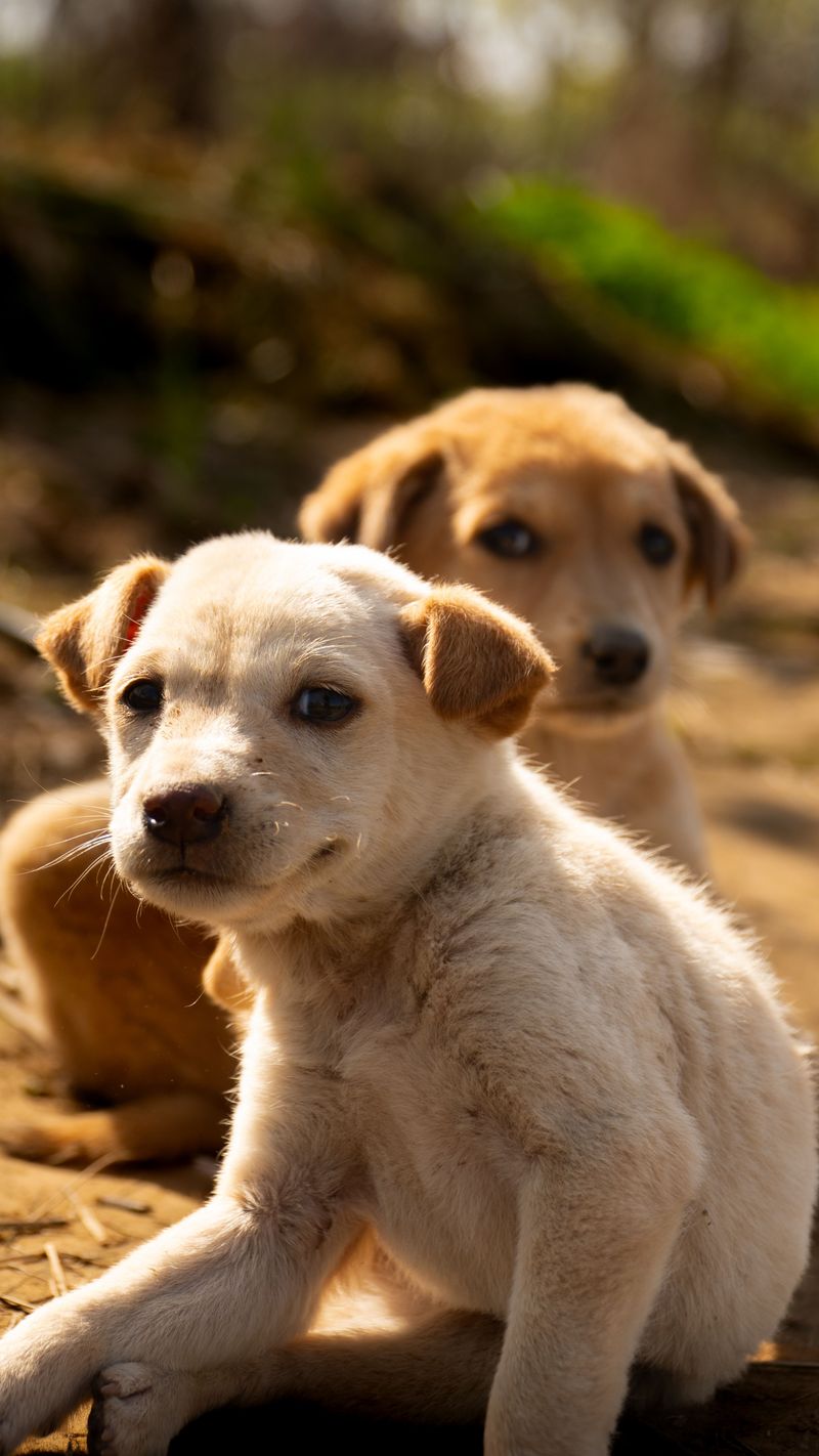 Volunteers Who Know Every Dog By Name