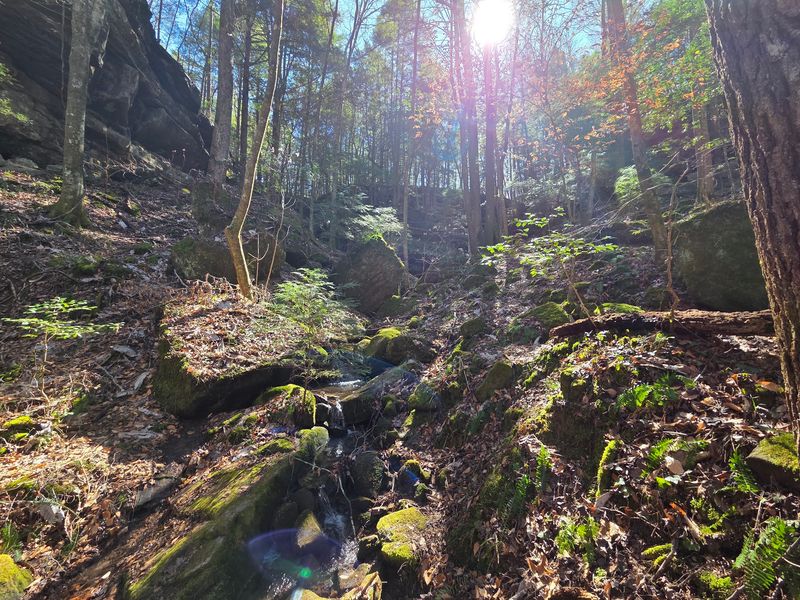Walk Quiet Woods, Listen for Warblers, and Spot Rare Wildlife