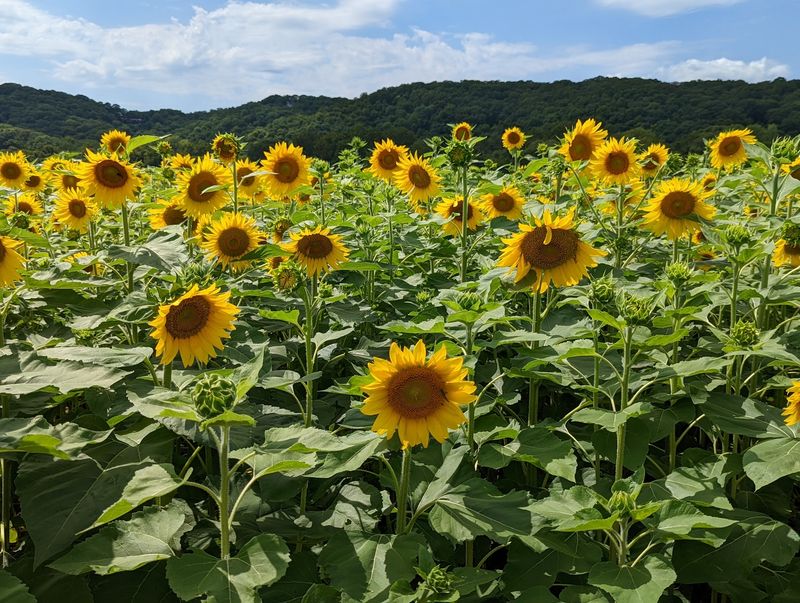Walking Right Into The Sunflower Maze