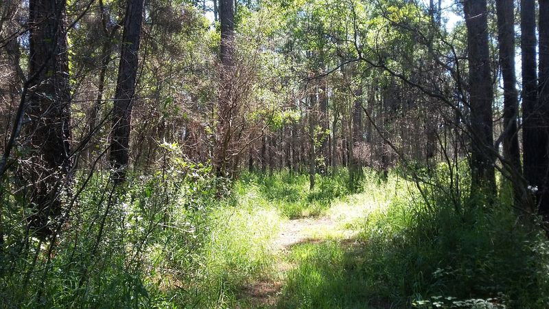 Wandering Through an Ancient Wet Pine Savanna