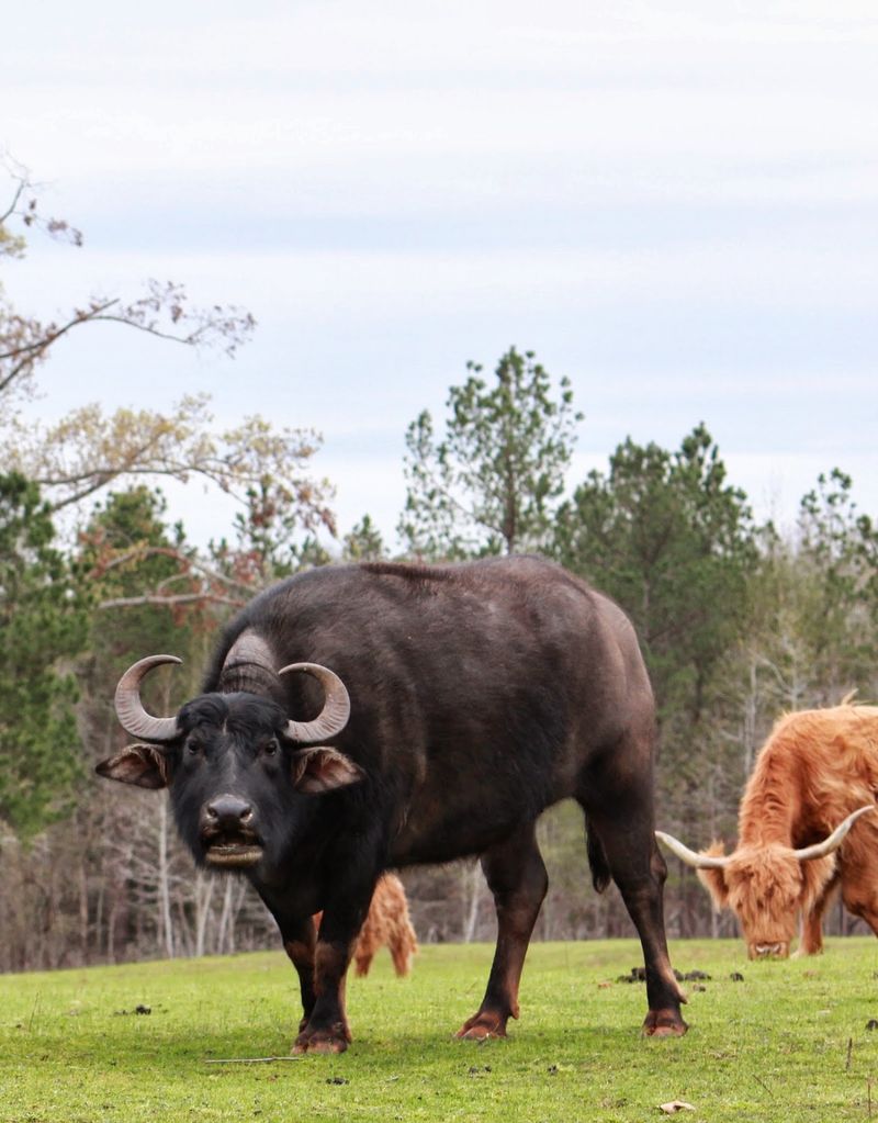Watusi Cattle, Bison and Wildebeest Holding Down the Big Leagues