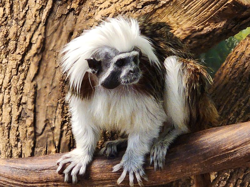 West Virginia's Crown Jewel of Zoos
