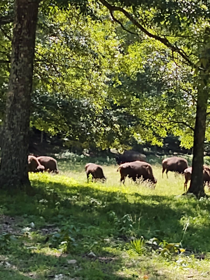 When The Bison Change The Whole Mood When The Bison Change The Whole Mood