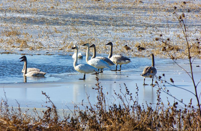 When a Million Snow Geese Lift Off at Once When a Million Snow Geese Lift Off at Once