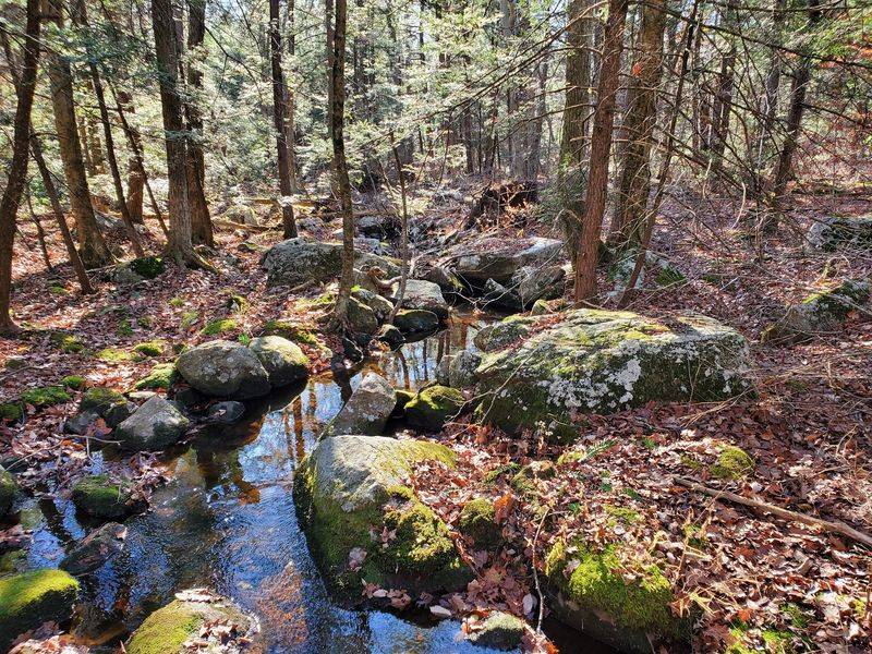 Where Black Bears Still Roam