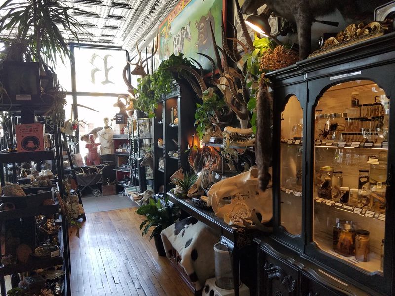 Where Bones Share Space With Books And Incense