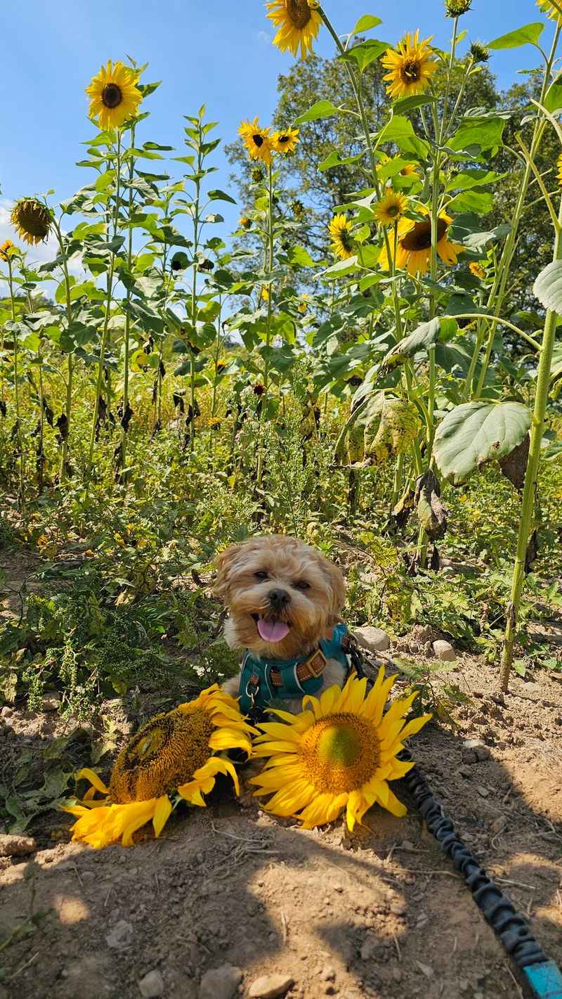 Where Nature Puts on a Golden Show