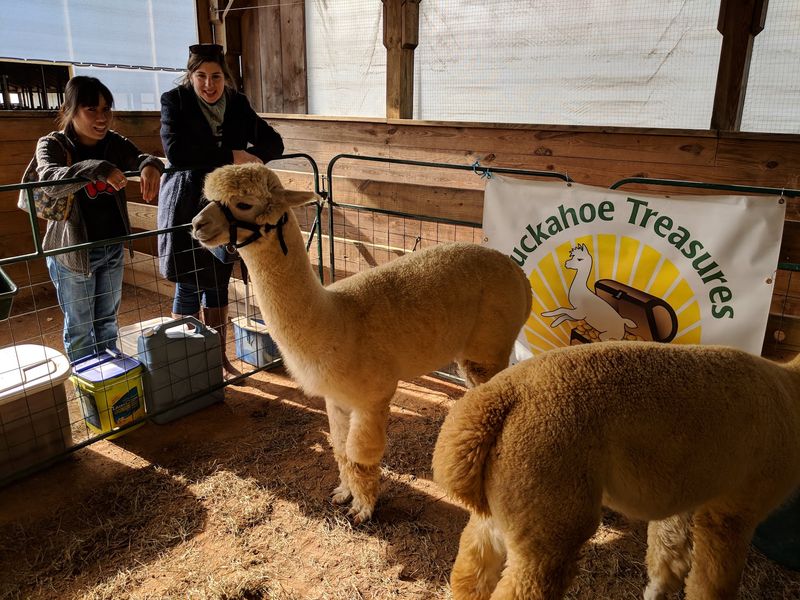 Where the Barns Come Alive, Meeting Farm Animals Up Close Where the Barns Come Alive, Meeting Farm Animals Up Close