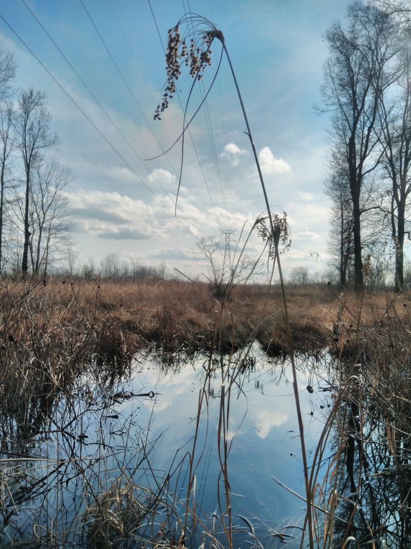 Where the Marsh Meets Peace Where the Marsh Meets Peace