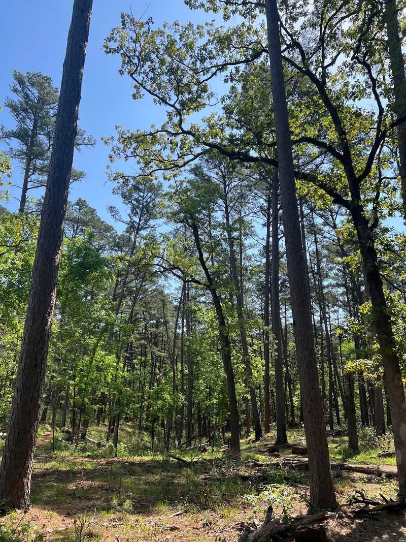 Whispering Pines Nature Trail, Tyler State Park Whispering Pines Nature Trail, Tyler State Park