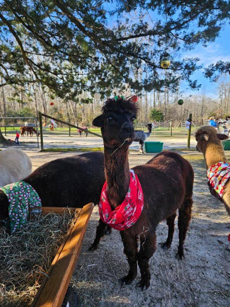 Why Jersey Shore Alpacas Belongs on Your Cape May Itinerary