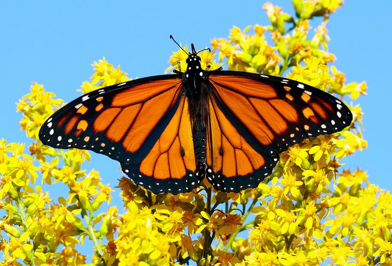 Why Monarchs Funnel Into Cape May Why Monarchs Funnel Into Cape May