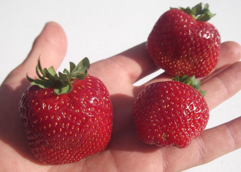 Why The Local Berries Taste Different Why The Local Berries Taste Different