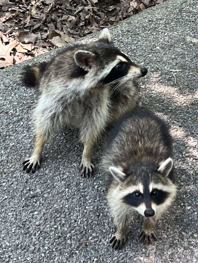 Why The Raccoons Deserve Respect Why The Raccoons Deserve Respect