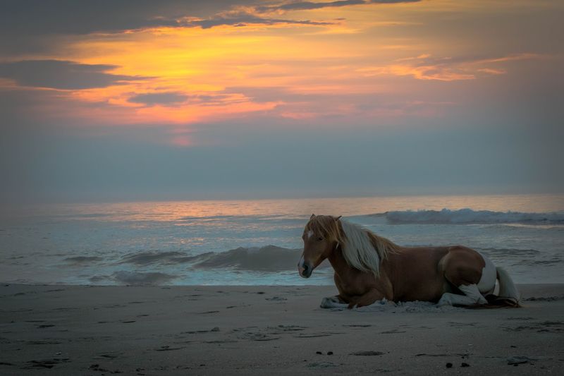 Wild Horses, Sunsets, and the Quiet End of the Day