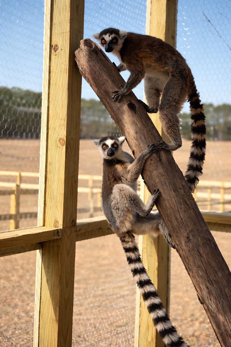 Wild South Exotics and Its Private Animal Meetups Wild South Exotics and Its Private Animal Meetups