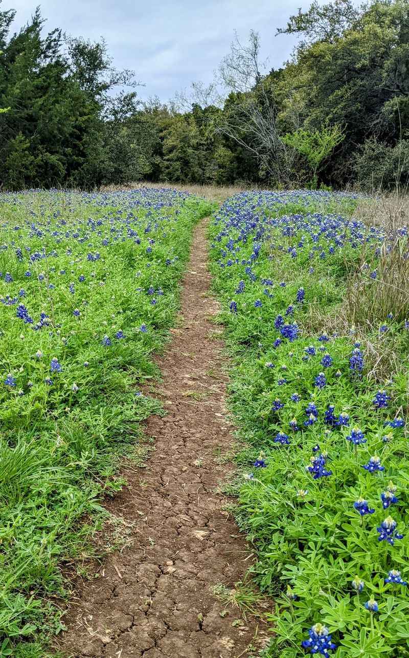 Wildflowers, Cacti, and Springtime Color