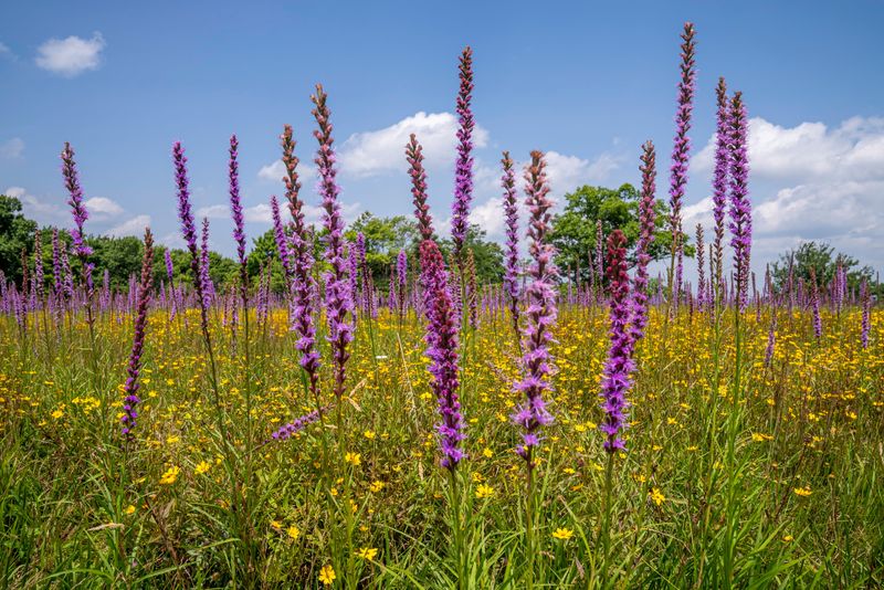 Wildflowers With Names Worth Learning