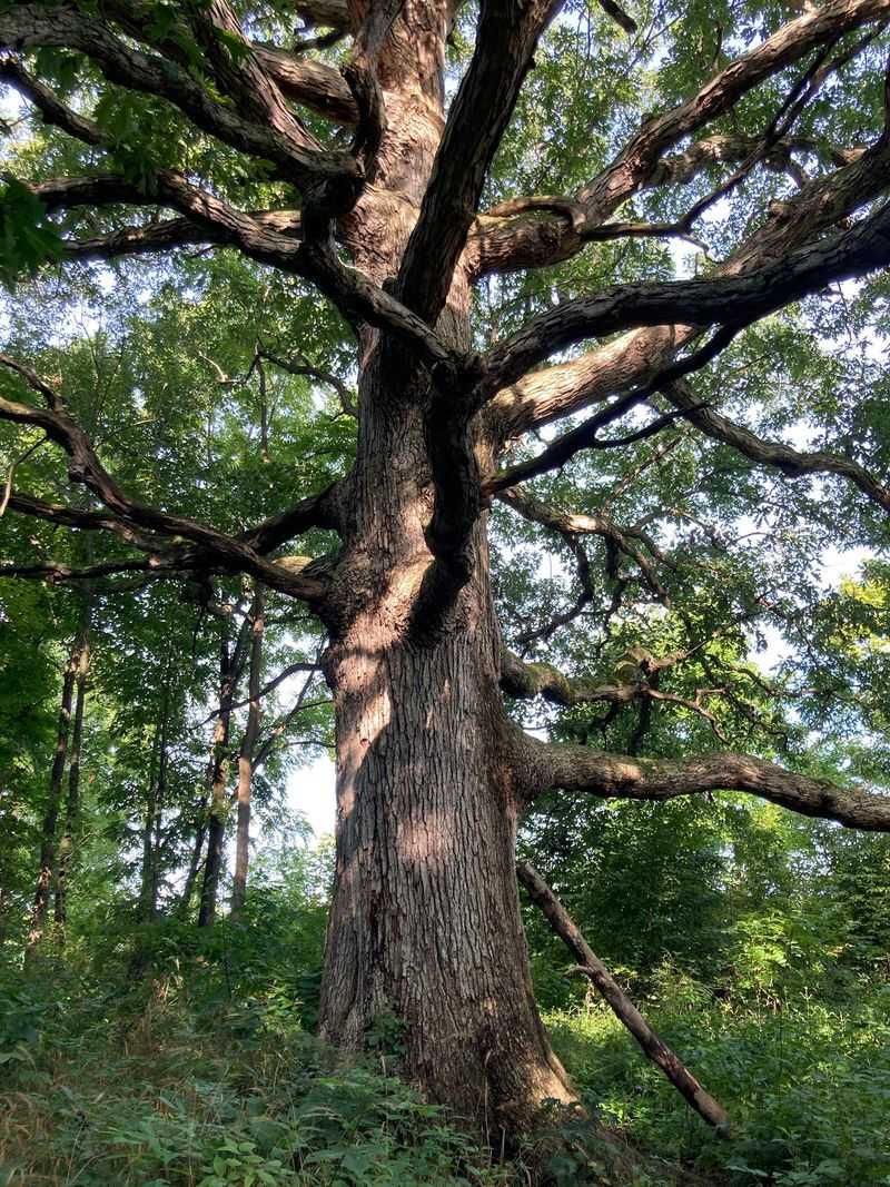 Wildflowers and Ancient Oaks That Make Spring Unforgettable