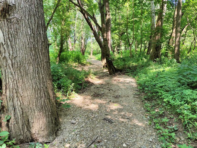 Wildflowers and Bottomland Forest That Change With Every Season