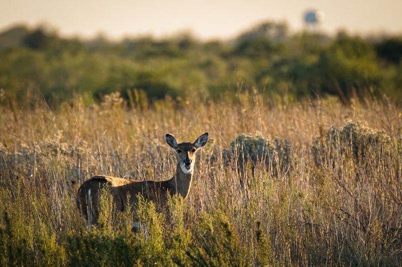 Wildlife Beyond Birds, Deer, Alligators, and Prairie Wildflowers