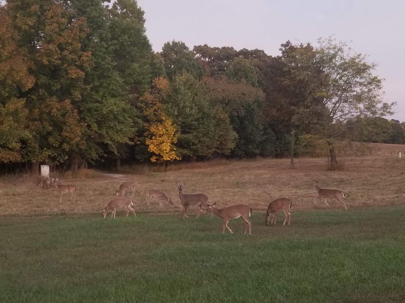 Wildlife Comes Out More Easily