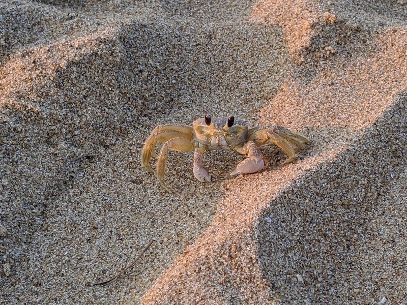 Wildlife Encounters You Did Not Plan For