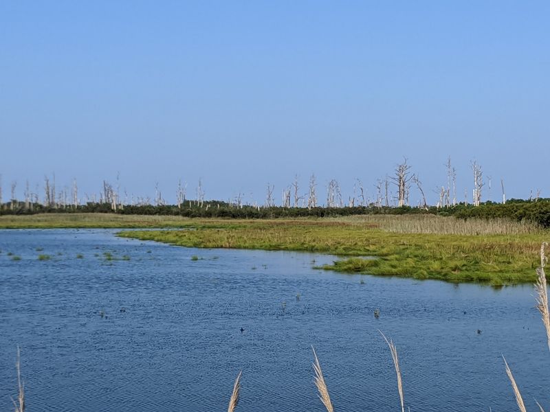 Wildlife Loop at Chincoteague National Wildlife Refuge Wildlife Loop at Chincoteague National Wildlife Refuge