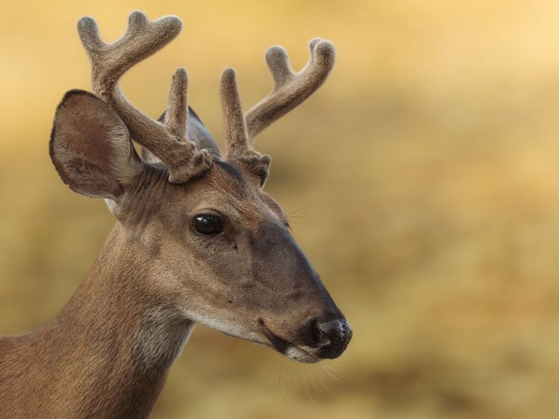 Wildlife Sightings In A Forest That Never Really Goes Quiet
