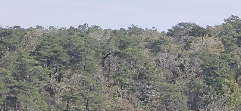 Wildlife That Actually Shows Up Wildlife That Actually Shows Up