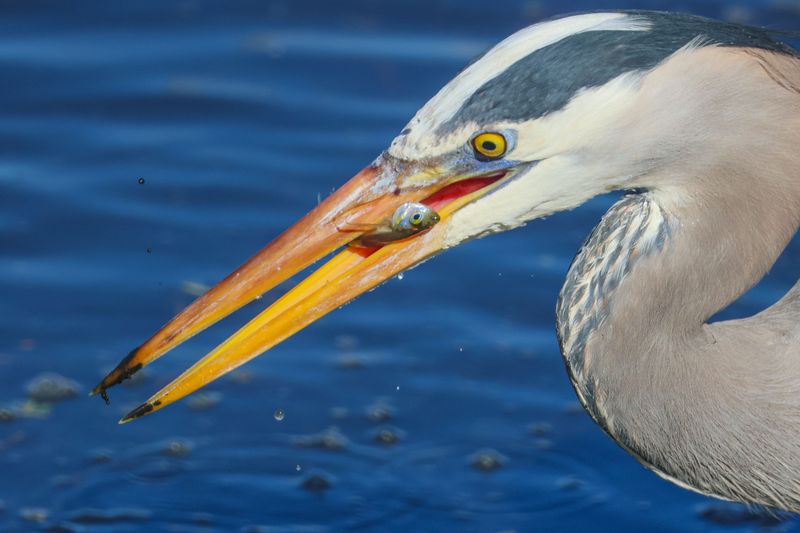 Wildlife That Shows Up Without Being Invited Wildlife That Shows Up Without Being Invited