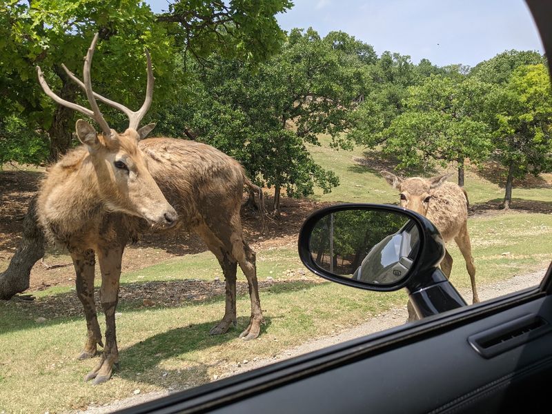 Wildlife Watching At Arbuckle Wilderness Park