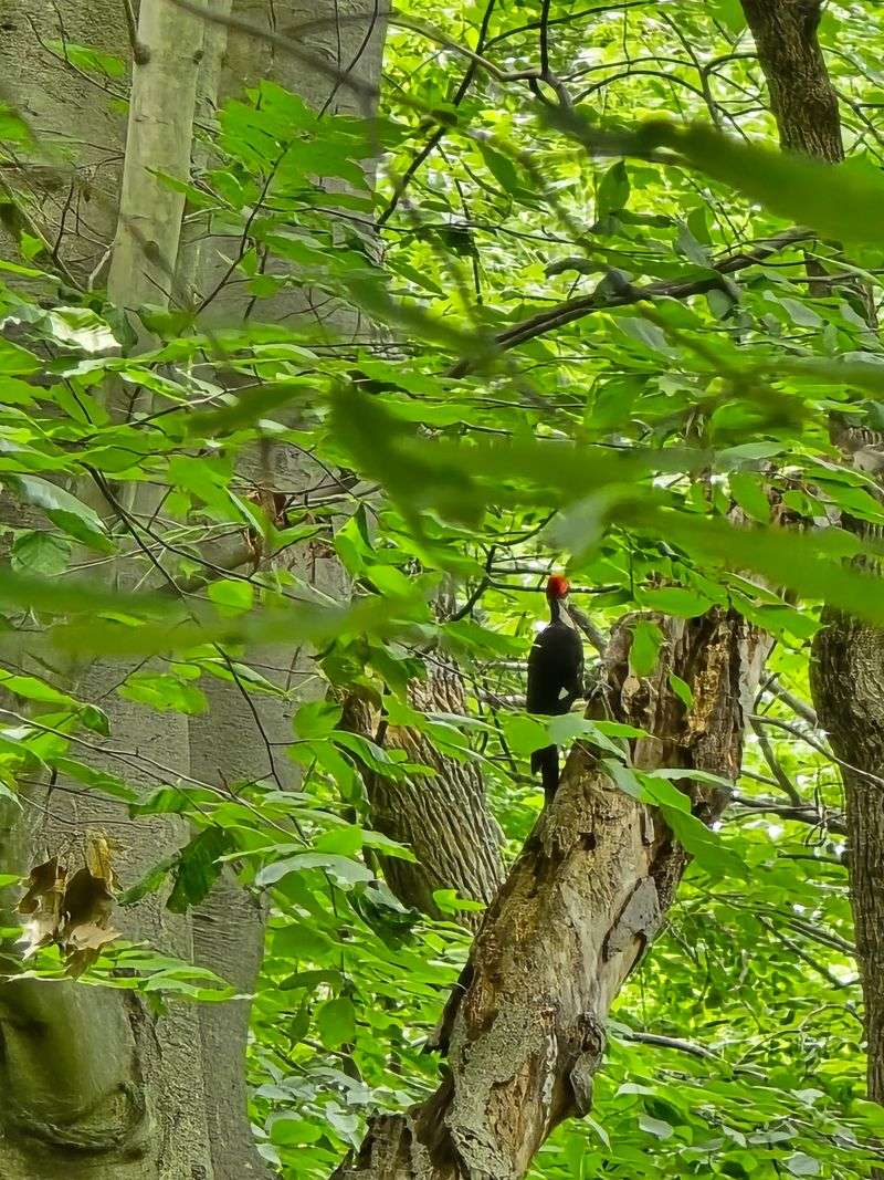 Wildlife Watching in the Pohick-Accotink Estuary