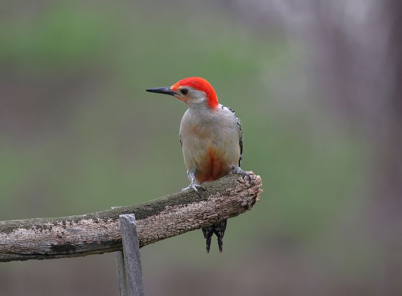 Wildlife and Birds Fill Every Corner of This Protected Sanctuary Wildlife and Birds Fill Every Corner of This Protected Sanctuary