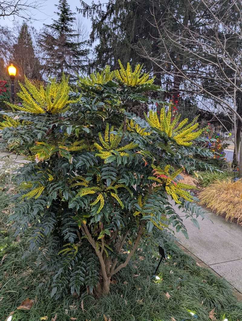 Winter Color That Refuses To Quit