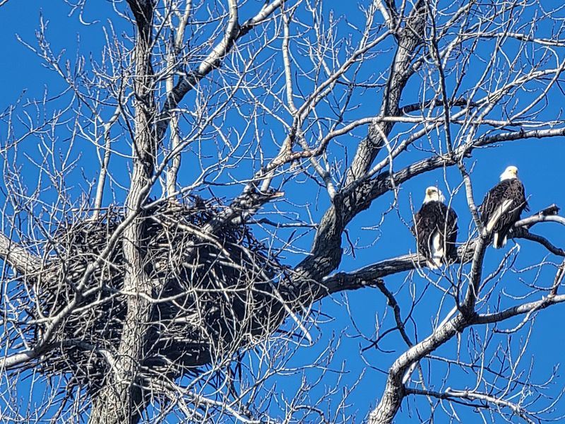 Winter Eagles That Outnumber the Cars Winter Eagles That Outnumber the Cars