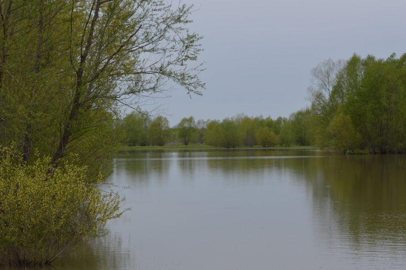 Yes, There Are Genuinely Wild Alligators Here